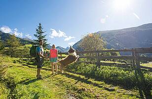 Wandern mit hund im nationalpark hohe tauern original